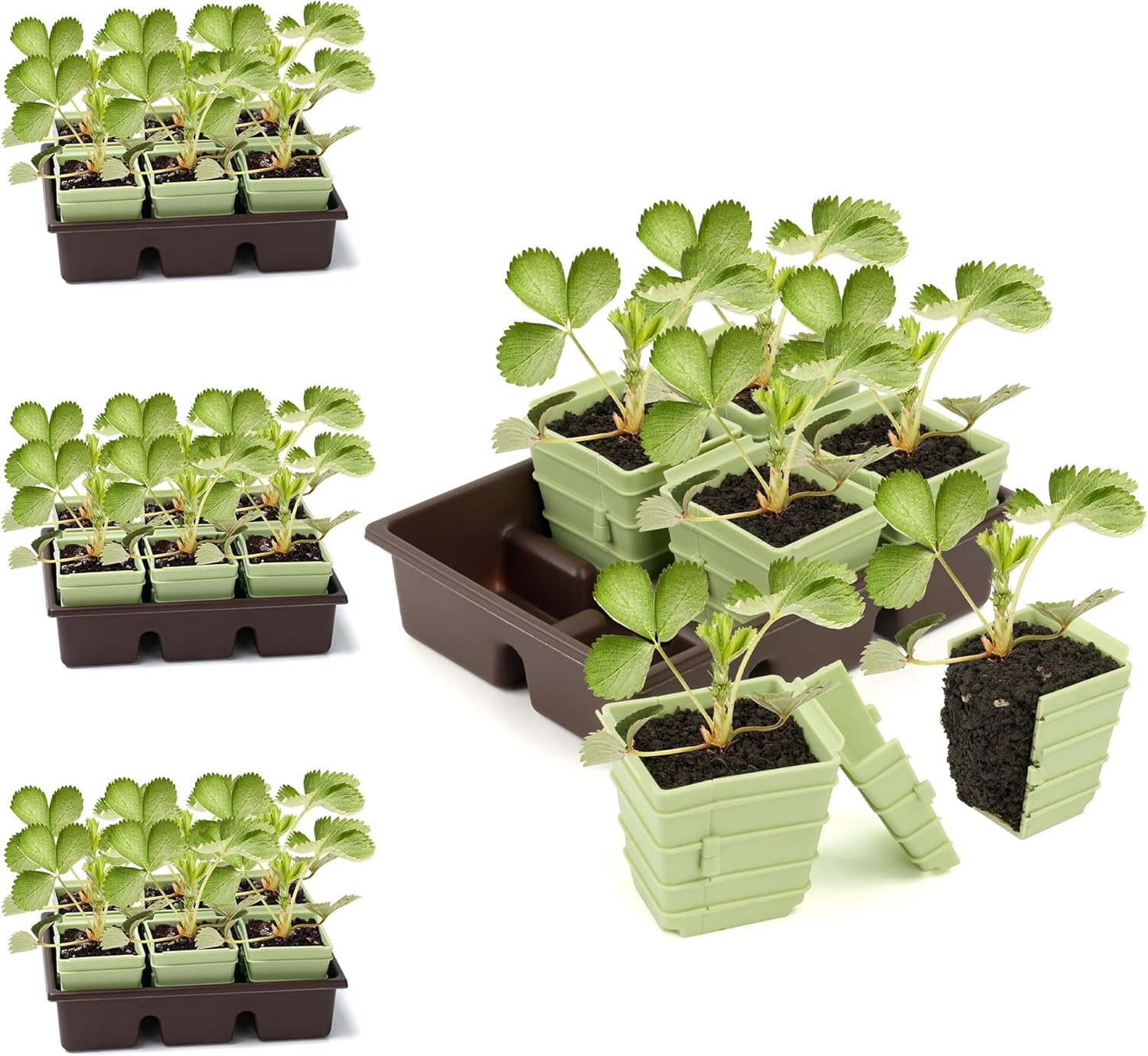 Green Bazzar Side-Open Seed Starter Tray 8-Pack - Image 3
